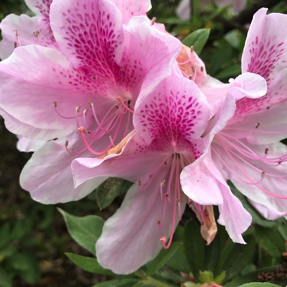 Meet your Posher, Araceli - Picture 1 of 1